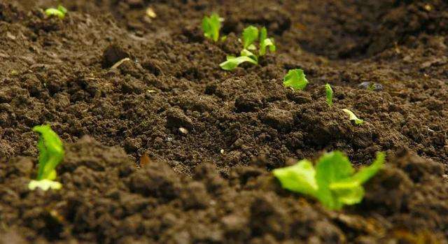 土壤環(huán)境檢測(cè) 土壤環(huán)境檢測(cè)