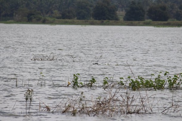 地表水水質(zhì)檢測 地表水水質(zhì)檢測